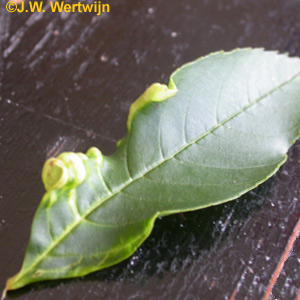 Bessenbladvlo (Psyllopsis)